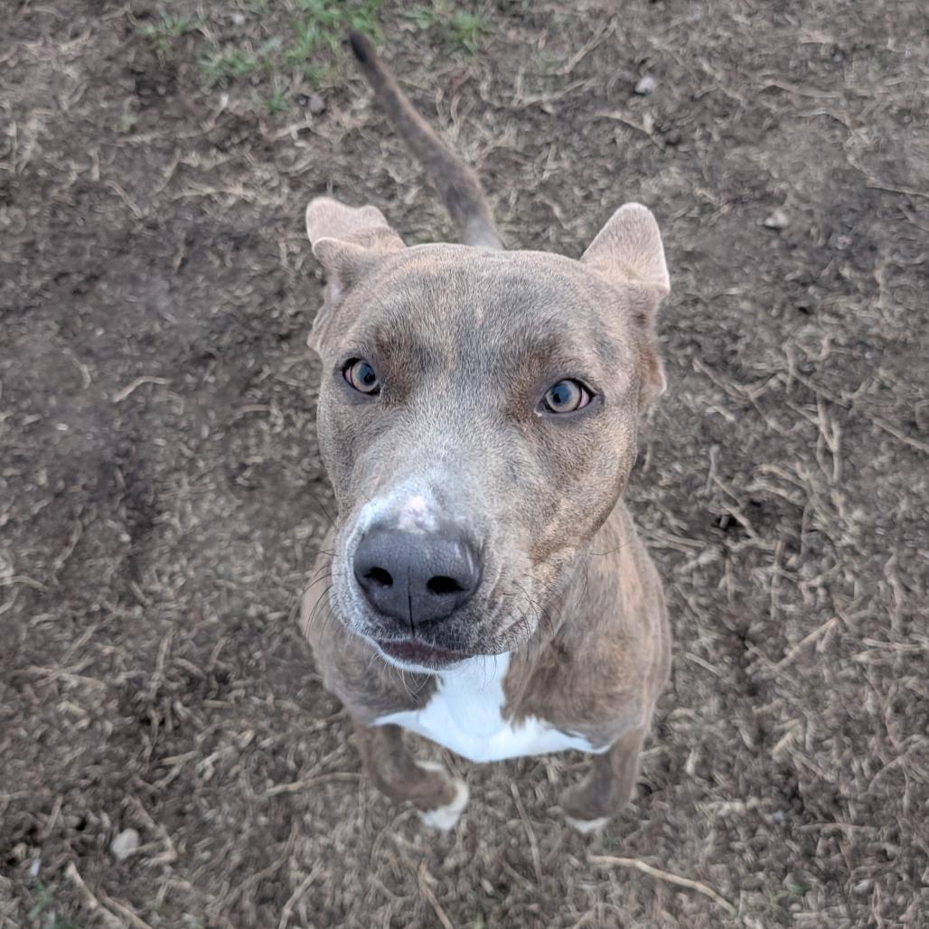 Enlarge Buffy, a Adoptable Mixed Breed in Independence, KS image 3/6