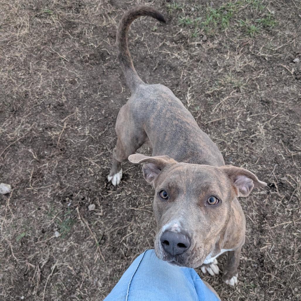 Enlarge Buffy, a Adoptable Mixed Breed in Independence, KS image 4/6
