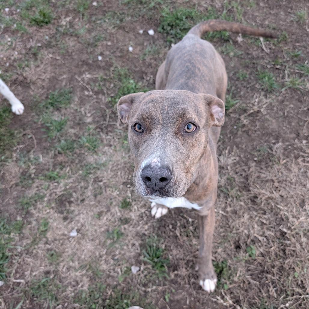 Enlarge Buffy, a Adoptable Mixed Breed in Independence, KS image 6/6