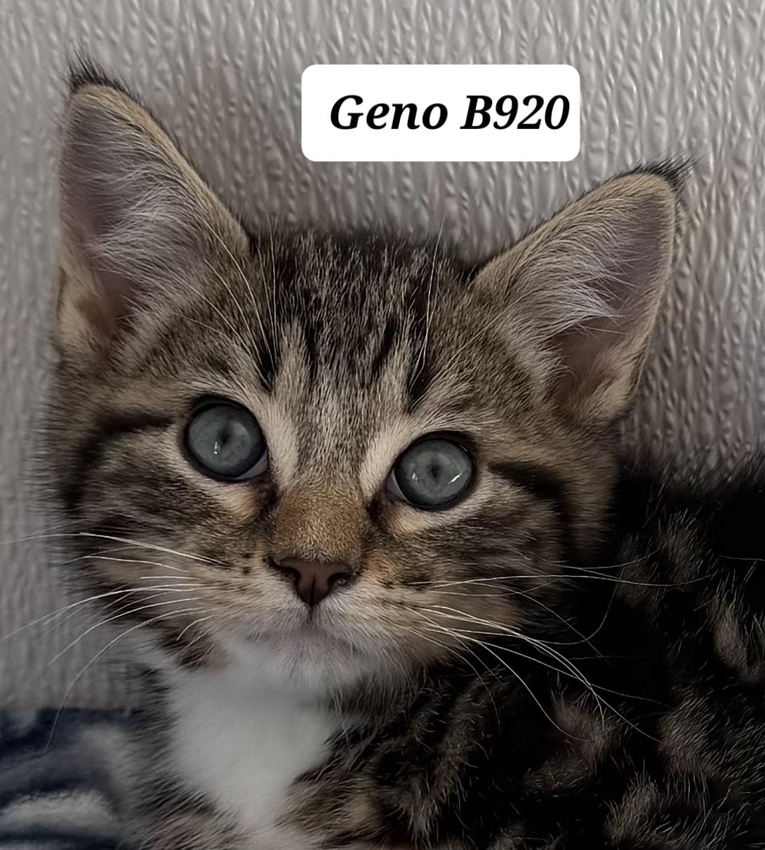 Enlarge Geno, a ADOPTABLE Domestic Medium Hair in Morganton, NC image 1/1