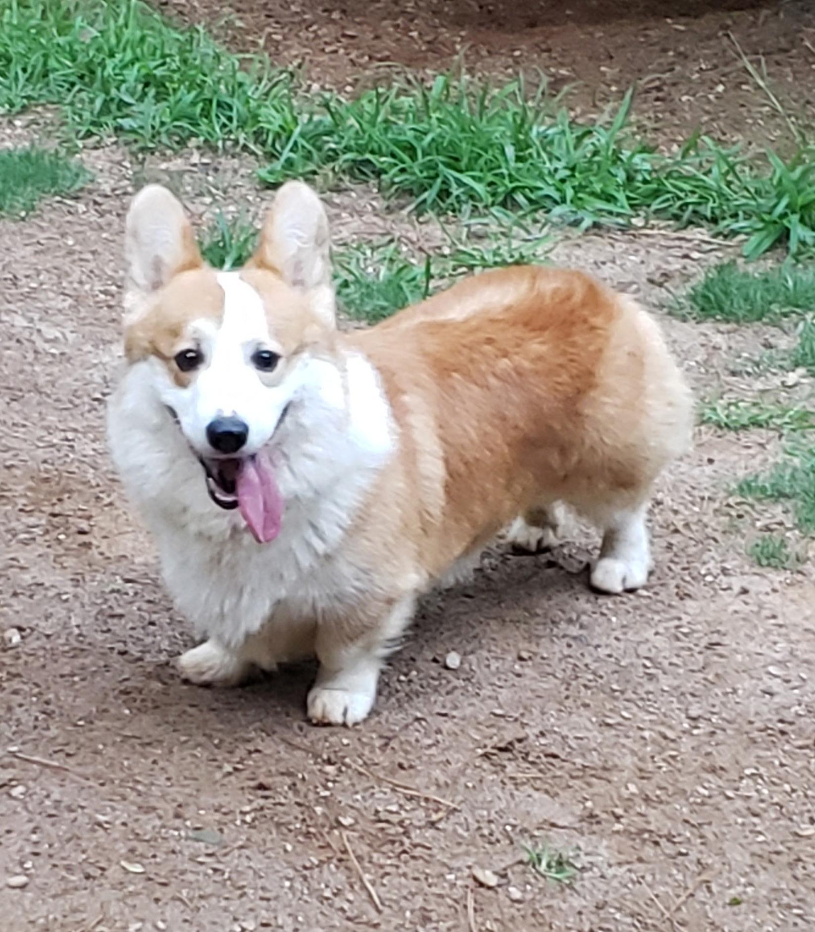 Toby, Adopted, Adult Male Corgi.