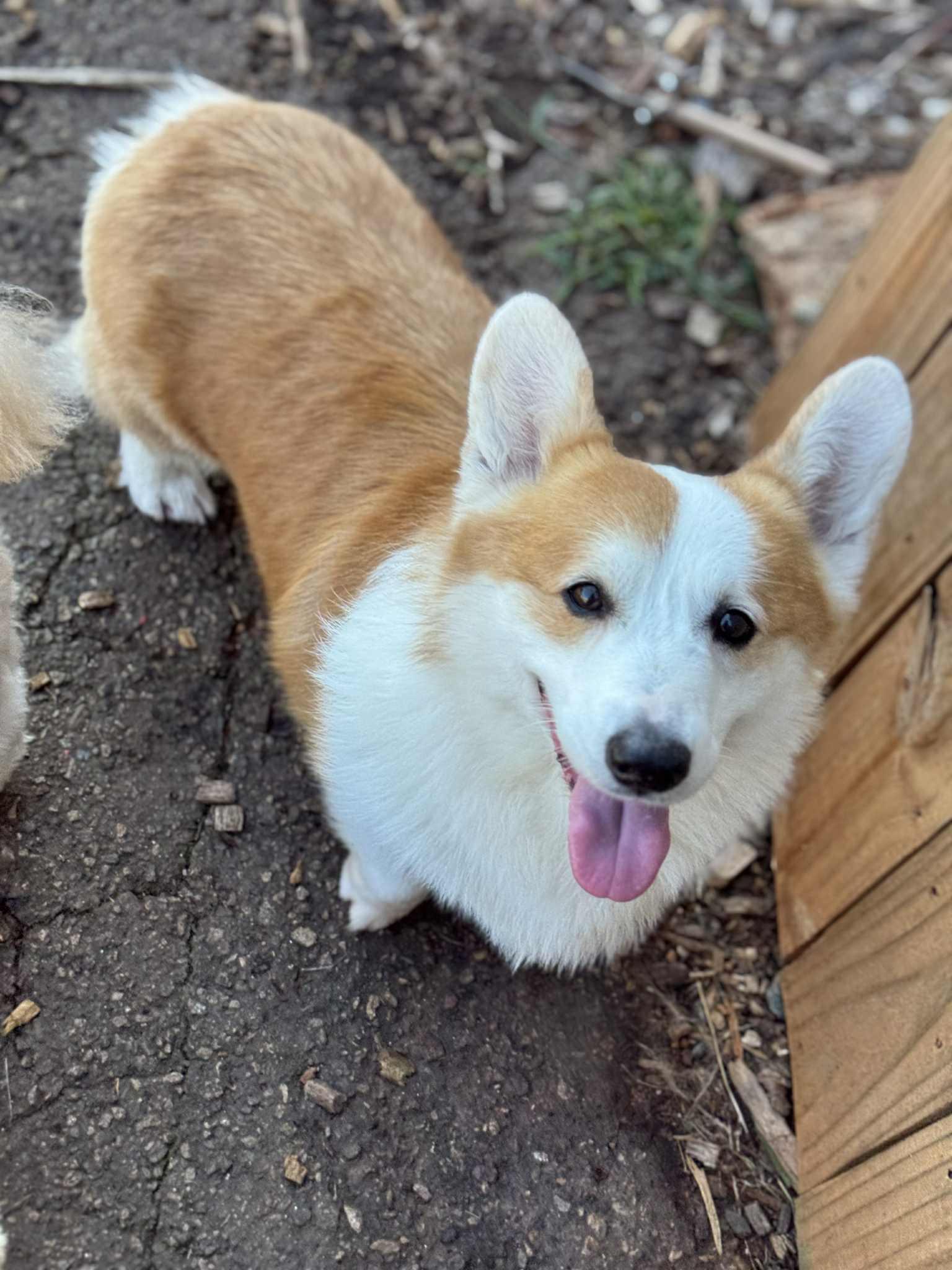 Enlarge Toby, a Adopted Corgi in Woodstock, GA image 4/5