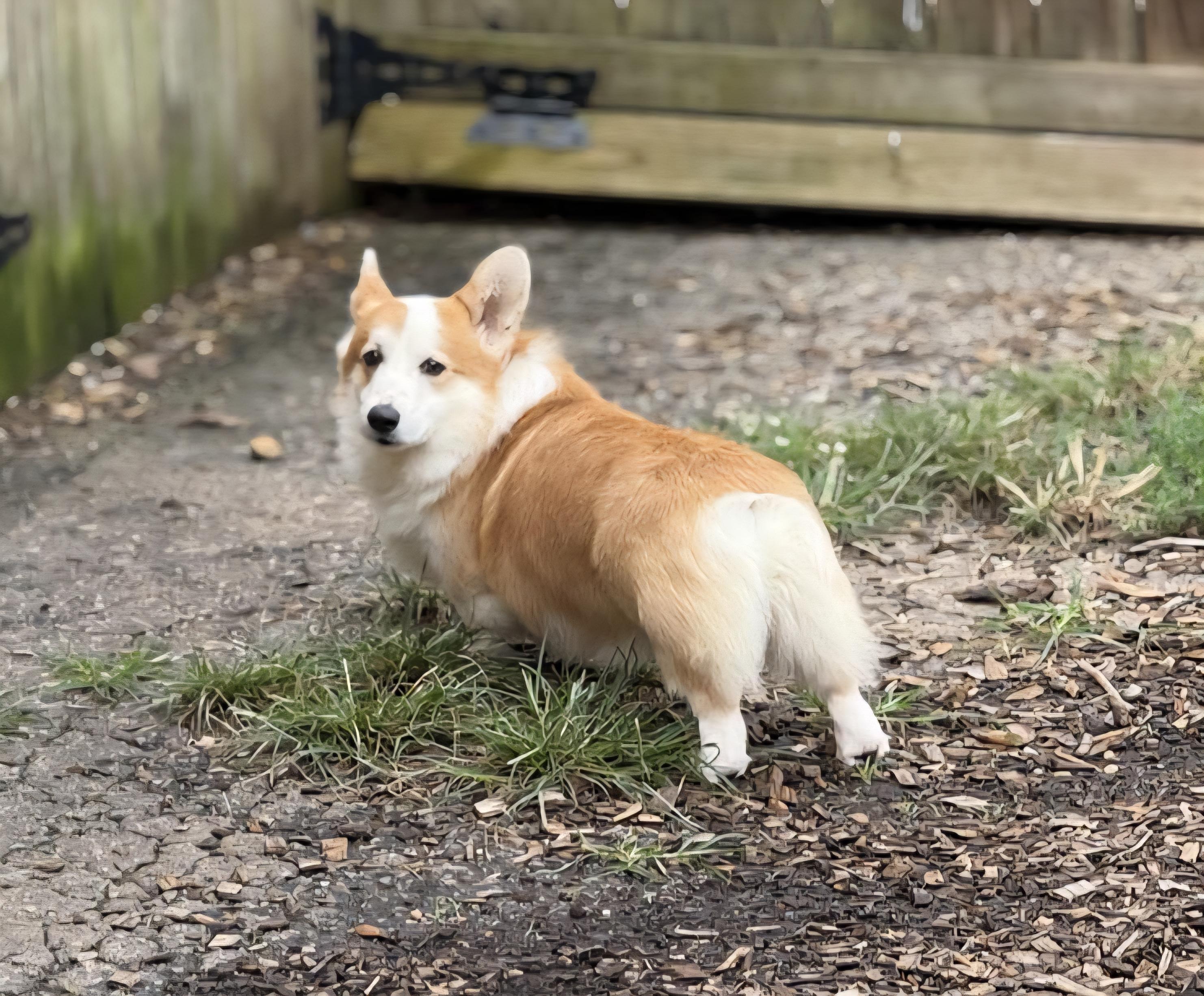 Enlarge Toby, a Adopted Corgi in Woodstock, GA image 3/5