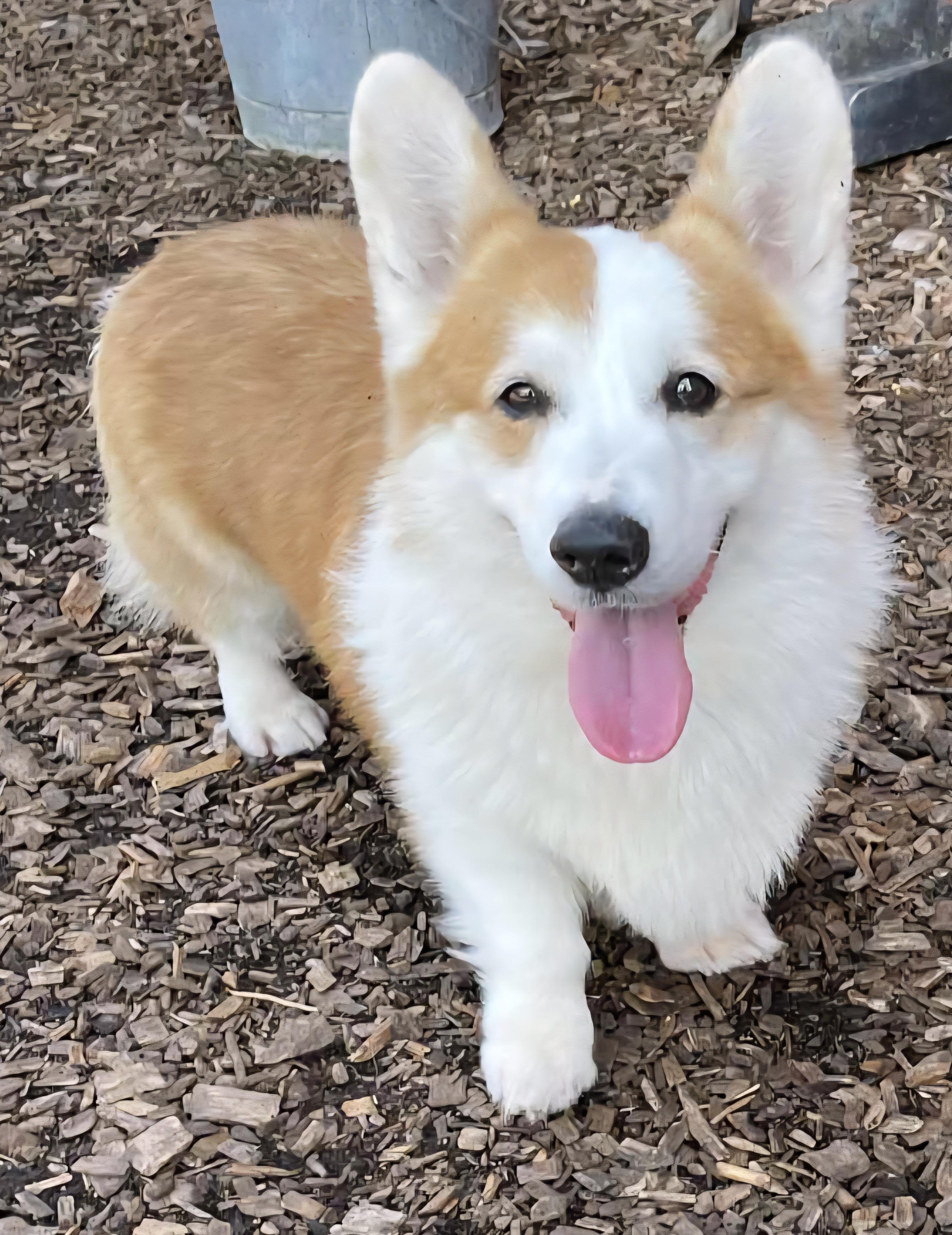 Toby, Adopted, Adult Male Corgi.