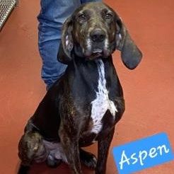 Aspen, ADOPTABLE, Adult Male Plott Hound.