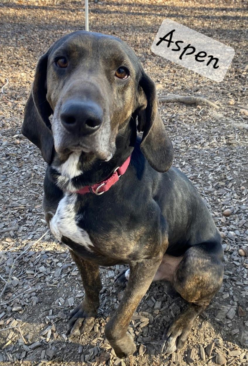 Aspen, ADOPTABLE, Adult Male Plott Hound.