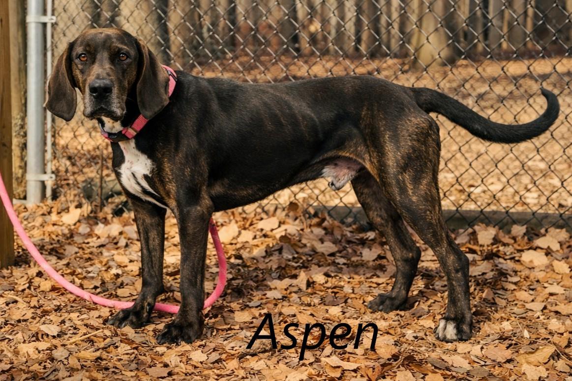 Enlarge Aspen, a ADOPTABLE Plott Hound in Prince Frederick, MD image 2/2
