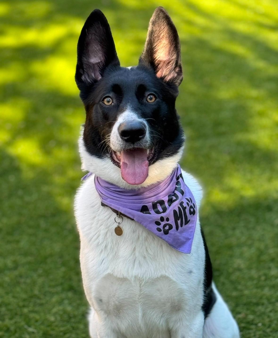 Piper, Adoptable, Adult Female Border Collie.