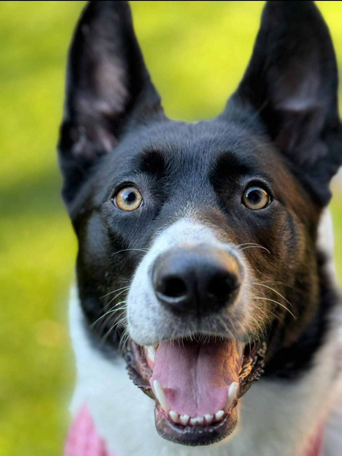 Enlarge Piper, a Adoptable Border Collie in Vancouver, WA image 2/6