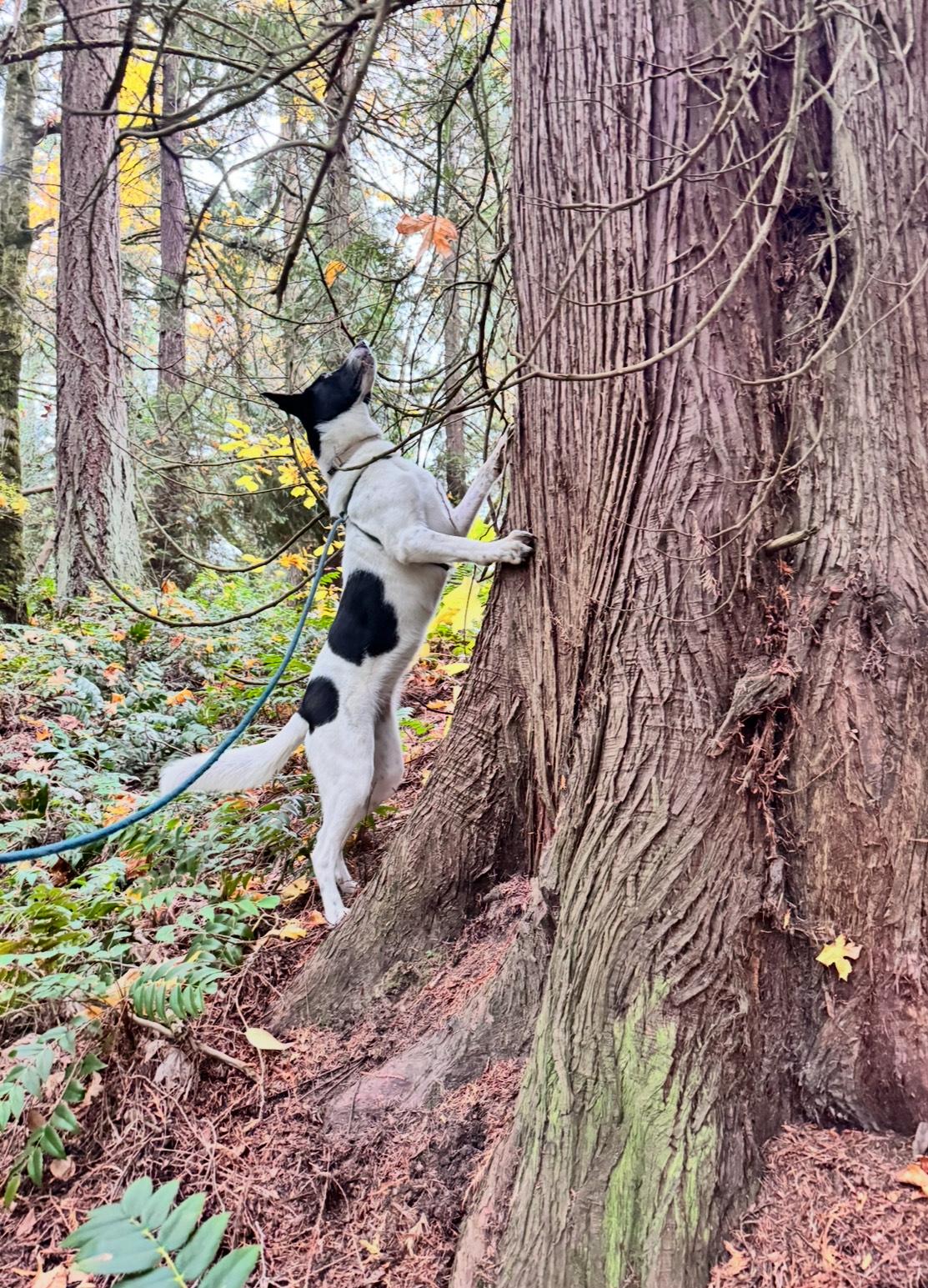 Enlarge Piper, a Adoptable Border Collie in Vancouver, WA image 5/6