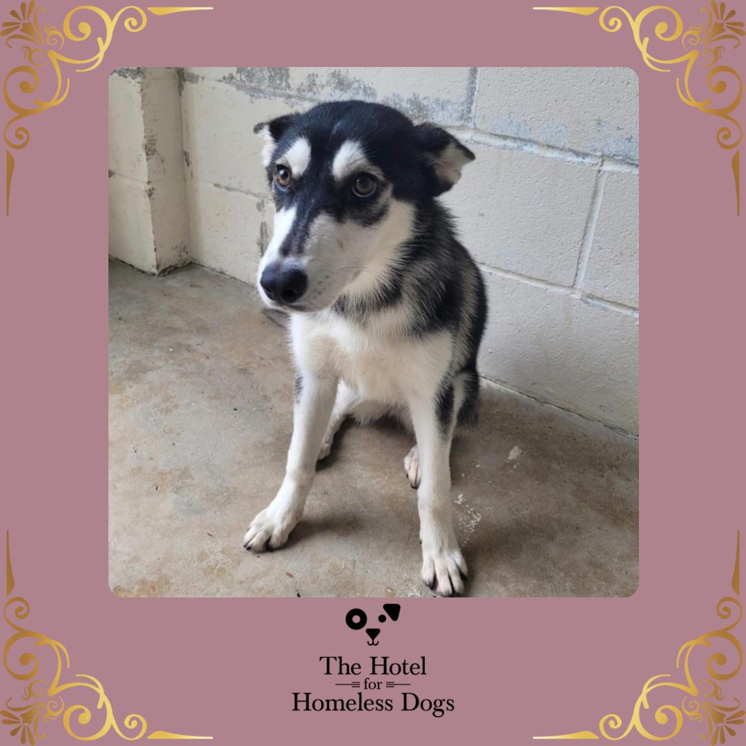 Enlarge Skye, an adopted mixed breed in Cumberland, RI image 1/2