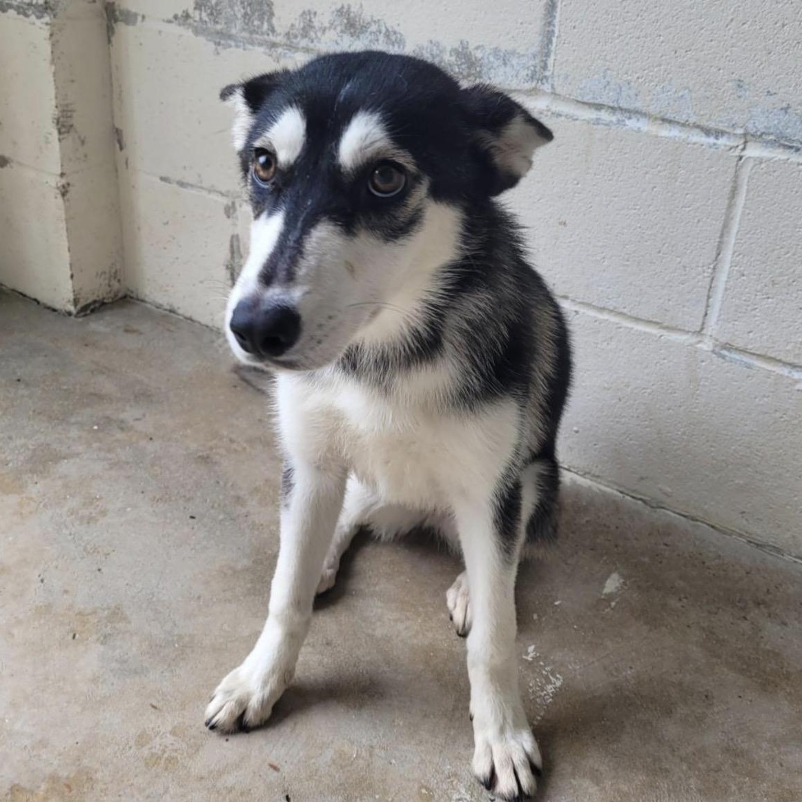 Enlarge Skye, an adopted mixed breed in Cumberland, RI image 2/2