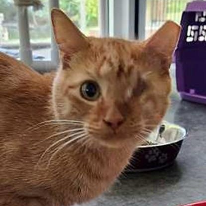 Enlarge Bugsy, a ADOPTABLE Tabby in Lancaster, VA image 1/1