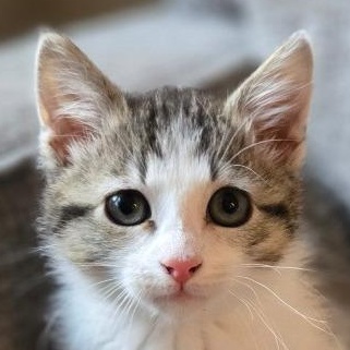 Mini, a Adoptable mixed breed in Grand Rapids, MN image 1/6