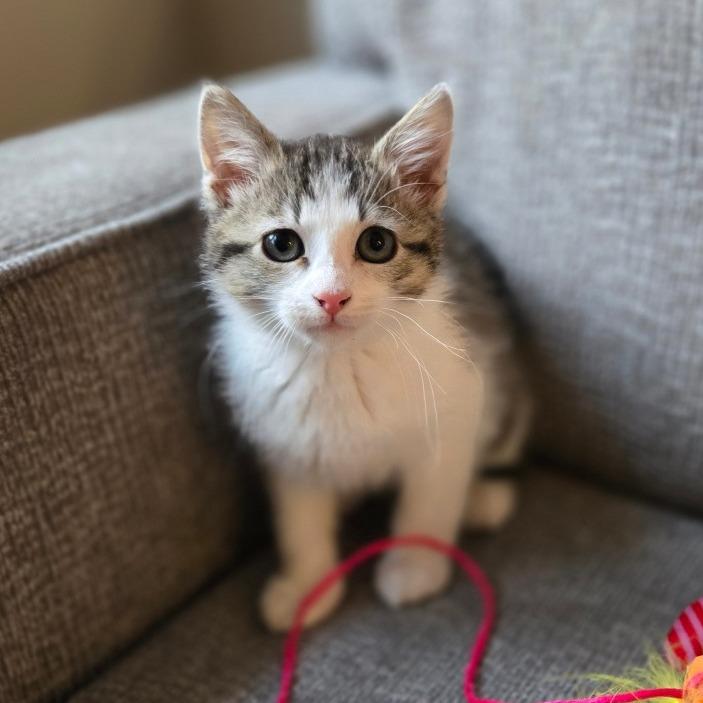 Mini, a Adoptable mixed breed in Grand Rapids, MN image 1/6