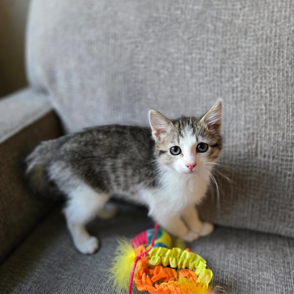 Mini, a Adoptable mixed breed in Grand Rapids, MN image 2/6