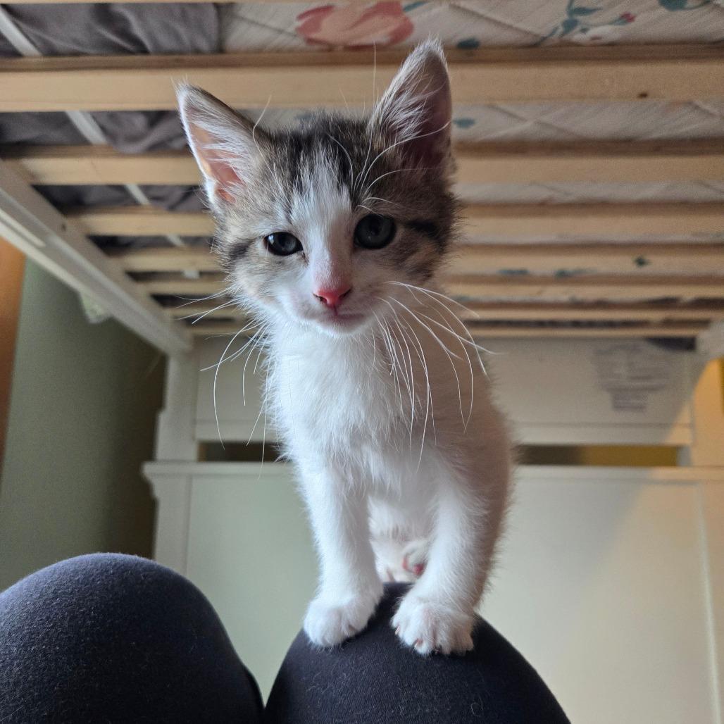 Mini, a Adoptable mixed breed in Grand Rapids, MN image 3/6