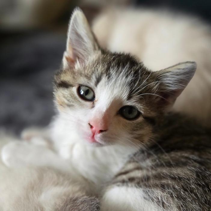 Enlarge Mini, a Adoptable mixed breed in Grand Rapids, MN image 2/6