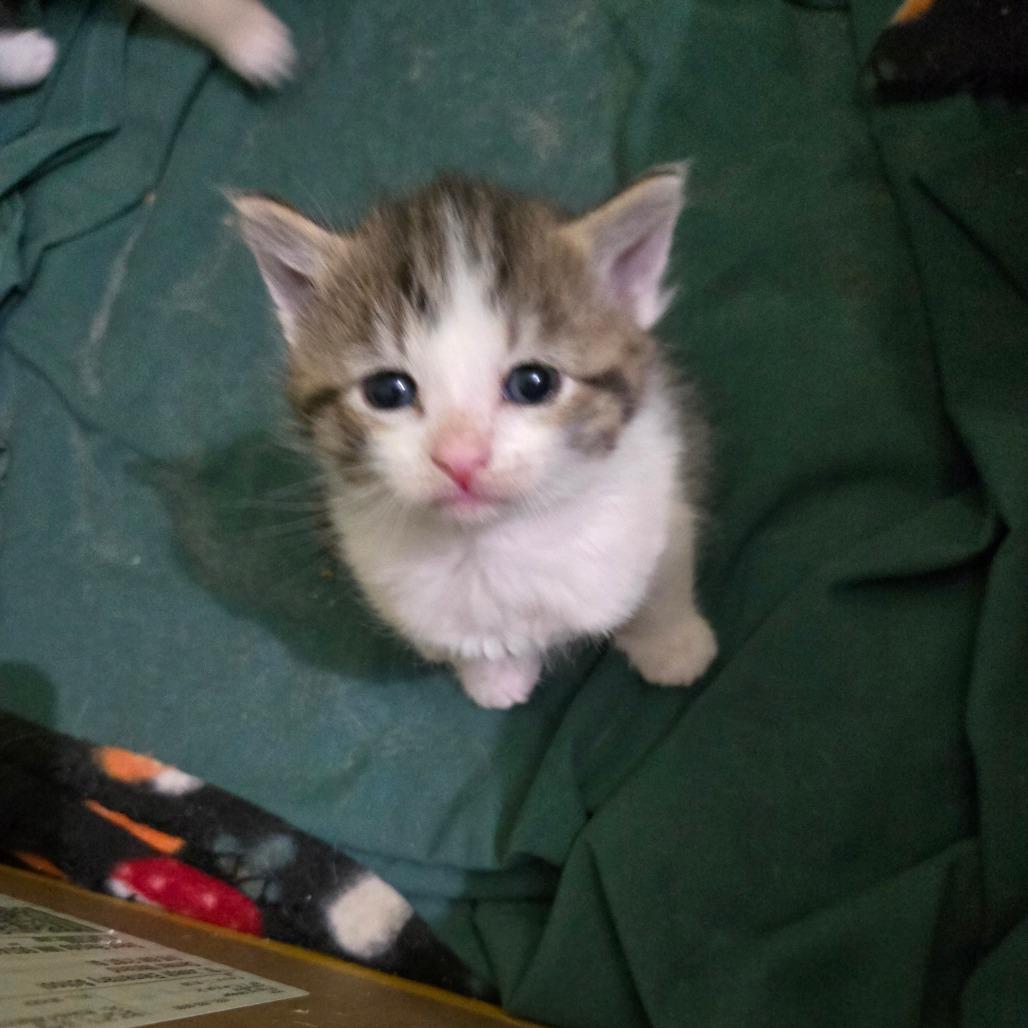 Mini, Adoptable, Kitten Female Domestic Short Hair & Domestic Short Hair.