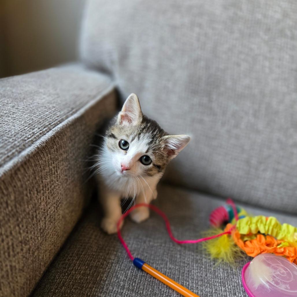Mini, a Adoptable mixed breed in Grand Rapids, MN image 6/6