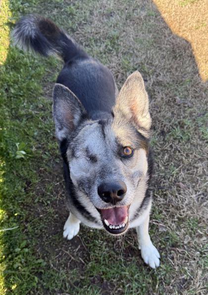 Enlarge Winky, a Adoptable mixed breed in Memphis, TN image 1/2