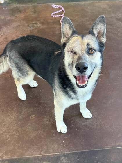 Enlarge Winky, a Adoptable mixed breed in Memphis, TN image 2/2