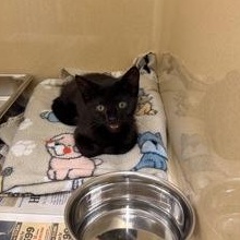 Enlarge Salsa, an adopted Domestic Short Hair in Converse, TX image 1/1