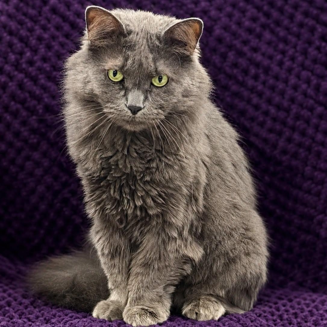 Enlarge Sugar, a Adoptable Domestic Long Hair in Effingham, IL image 1/2