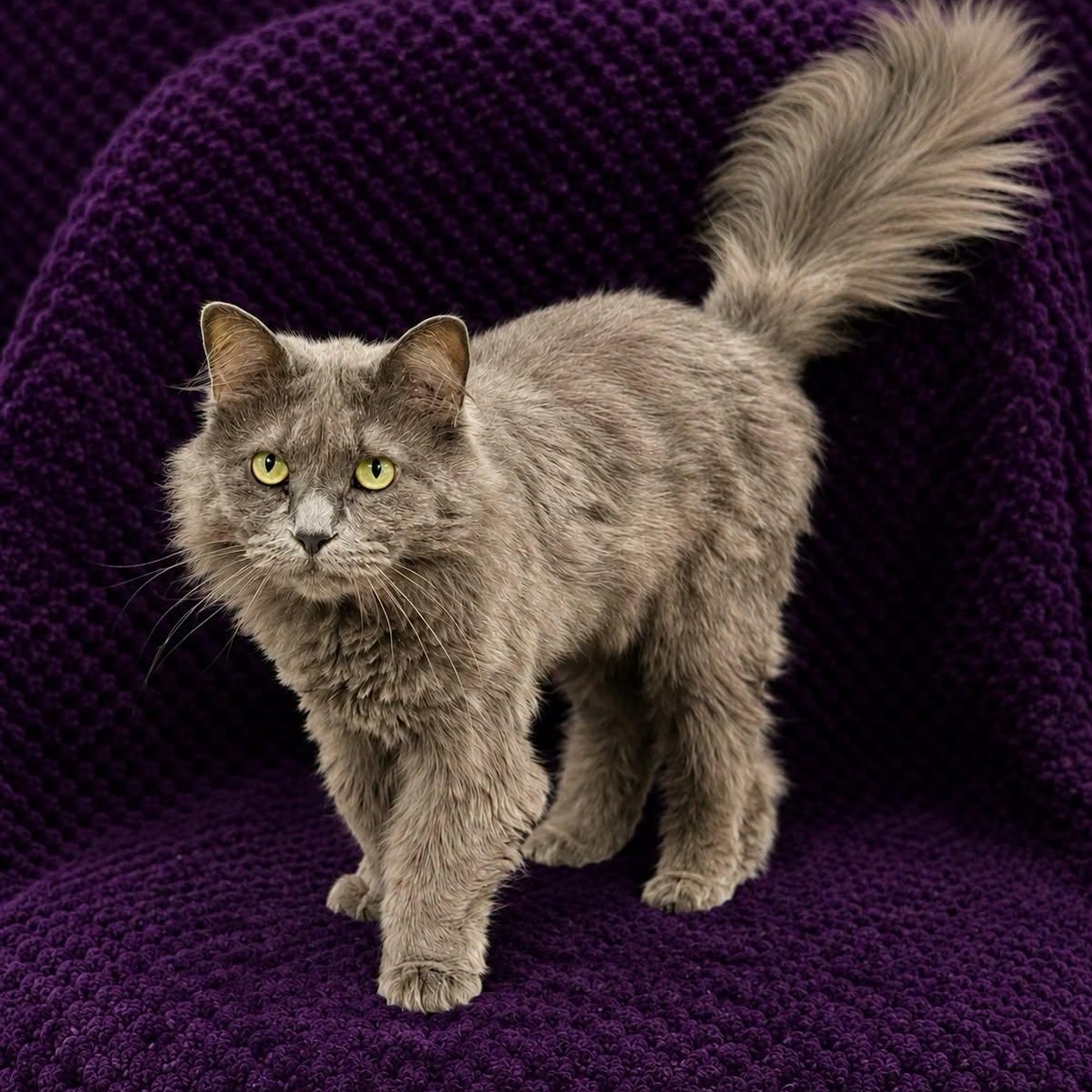 Enlarge Sugar, a Adoptable Domestic Long Hair in Effingham, IL image 2/2