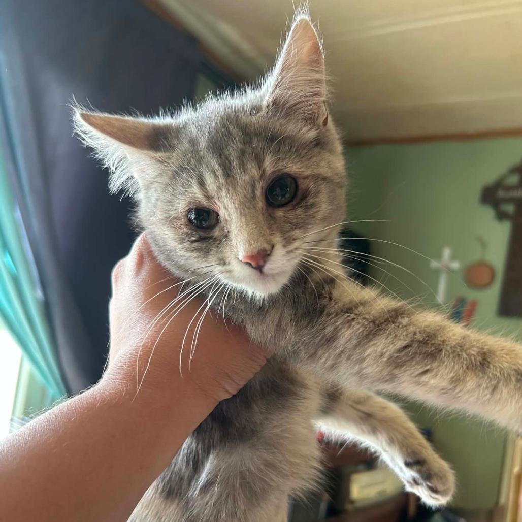 Armadillo, Adoptable, Kitten Female Domestic Short Hair.