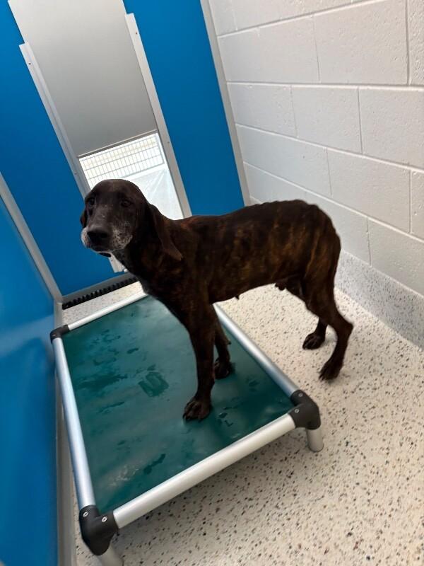 Annie, Adoptable, Adult Female Hound & Coonhound.