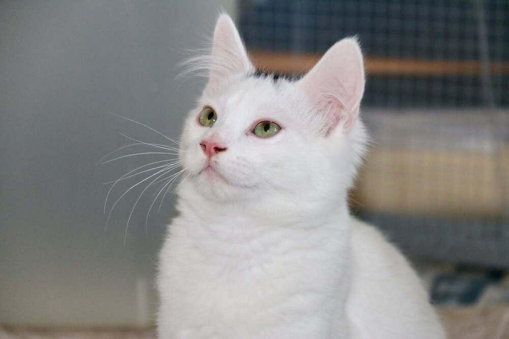 Enlarge Ross, a Adoptable mixed breed in Lebanon, OR image 1/3