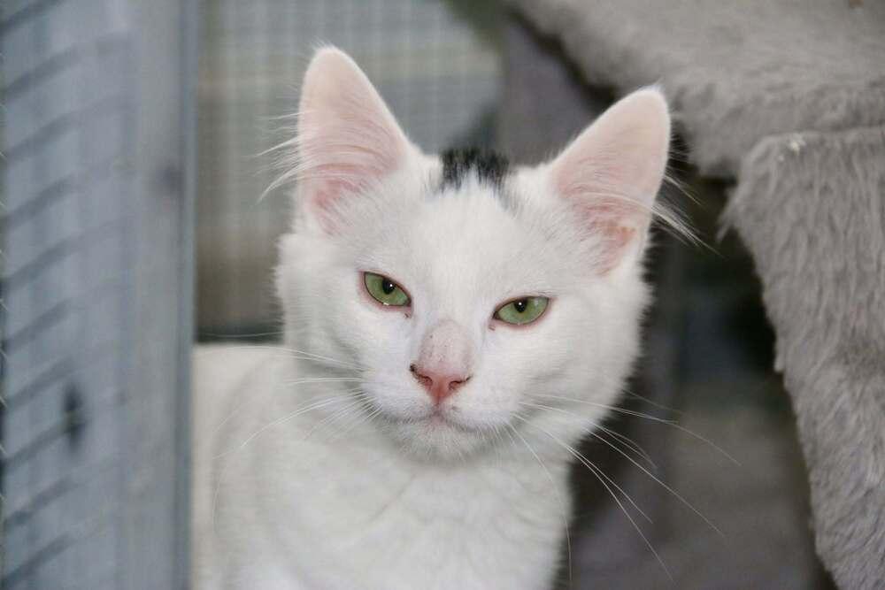 Enlarge Ross, a Adoptable mixed breed in Lebanon, OR image 2/3