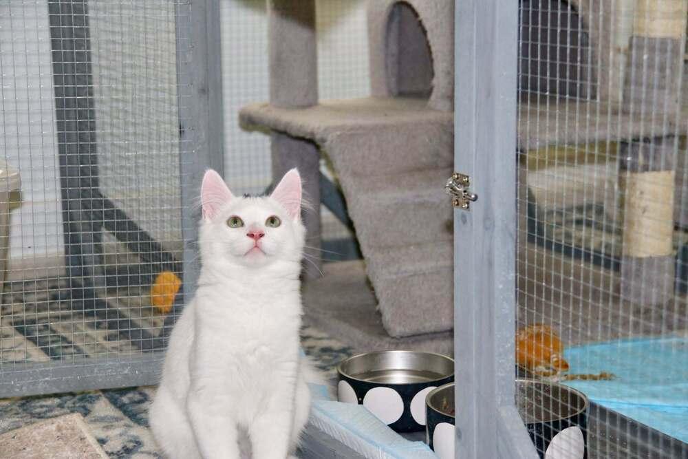 Enlarge Ross, a Adoptable mixed breed in Lebanon, OR image 3/3