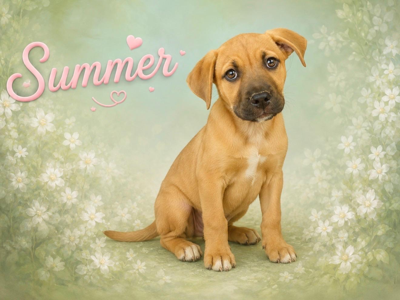 Enlarge Summer, an adoptable mixed breed in Toms River, NJ image 2/2