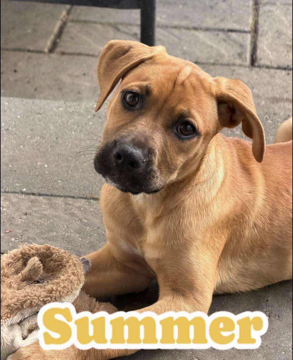 Enlarge Summer, an adoptable mixed breed in Toms River, NJ image 1/2