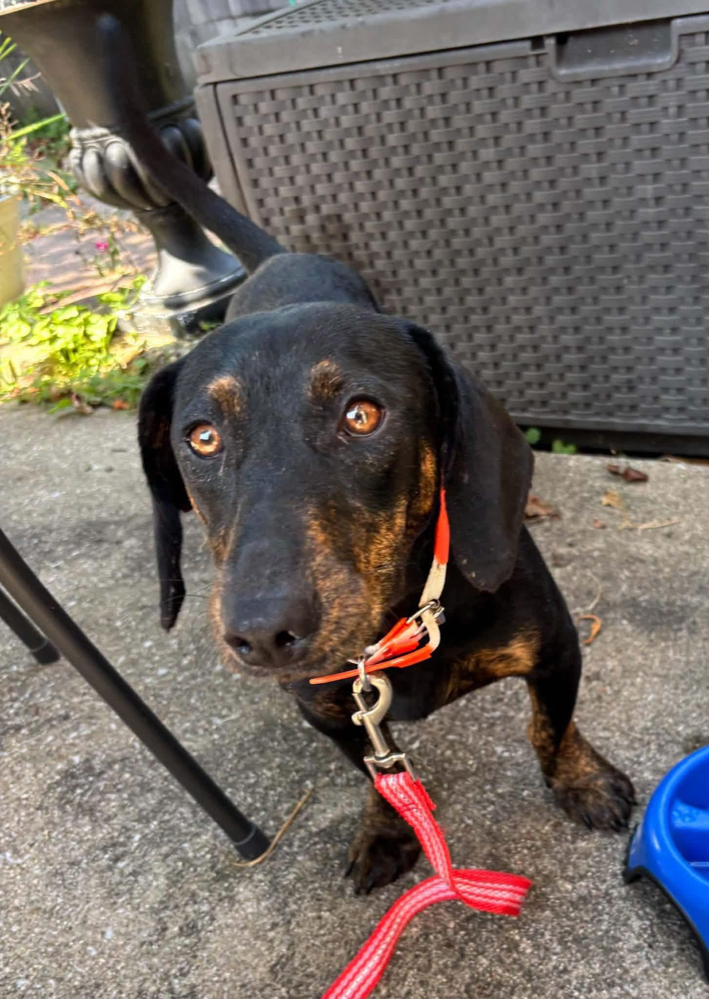 Pete, Adoptable, Adult Male Dachshund.