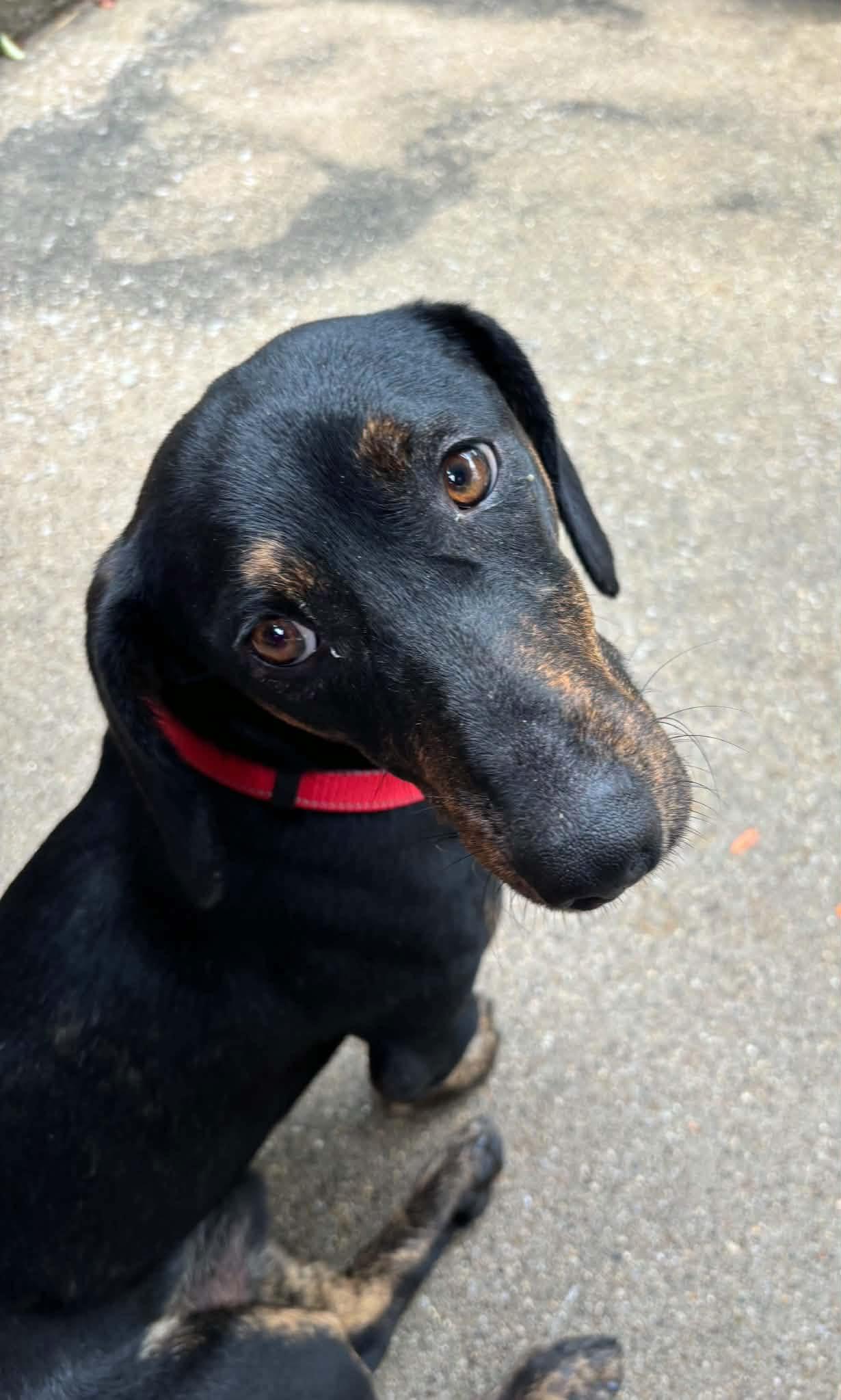 Enlarge Pete, a Adoptable Dachshund in Richmond, KY image 2/6