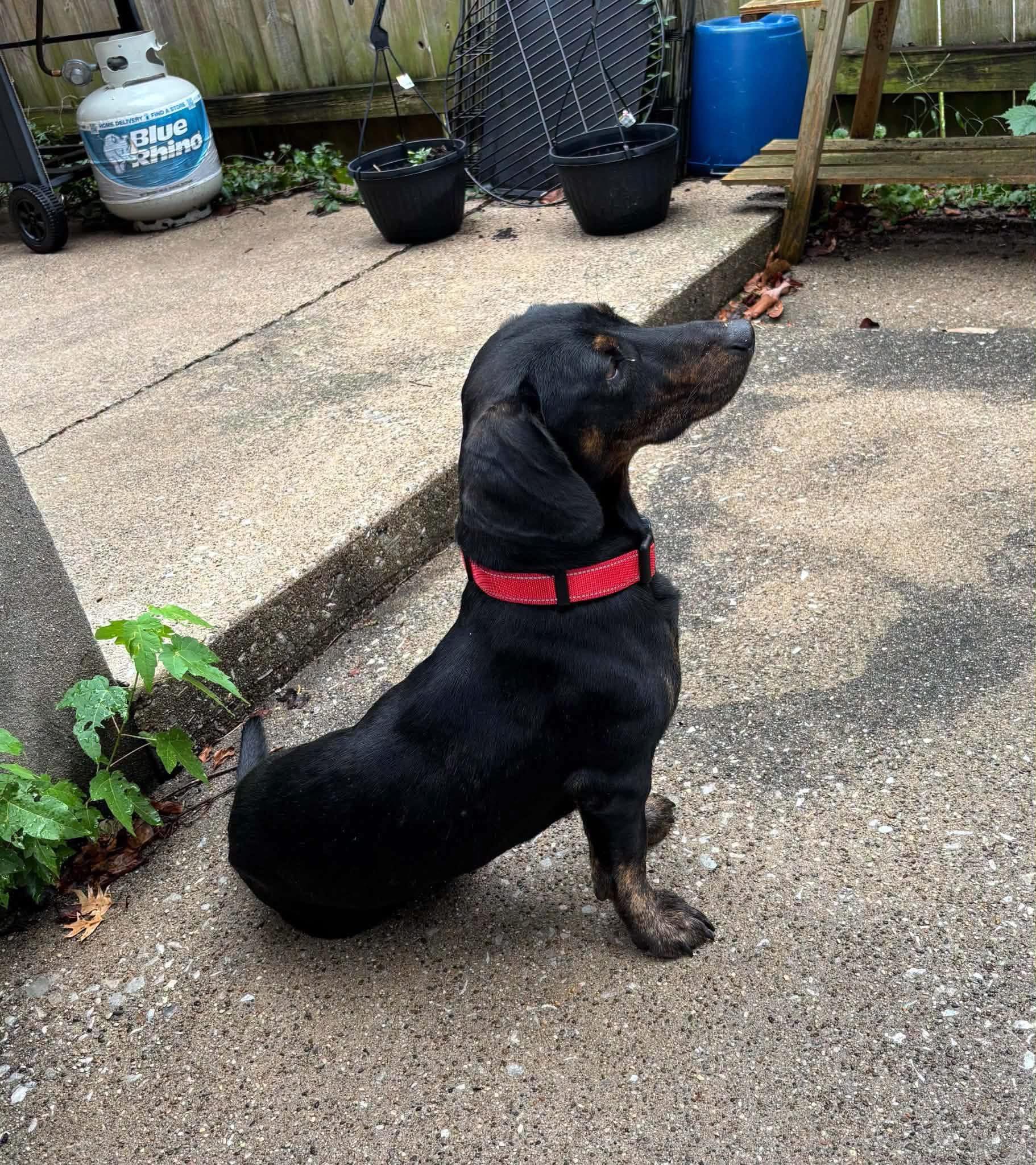 Enlarge Pete, a Adoptable Dachshund in Richmond, KY image 3/6
