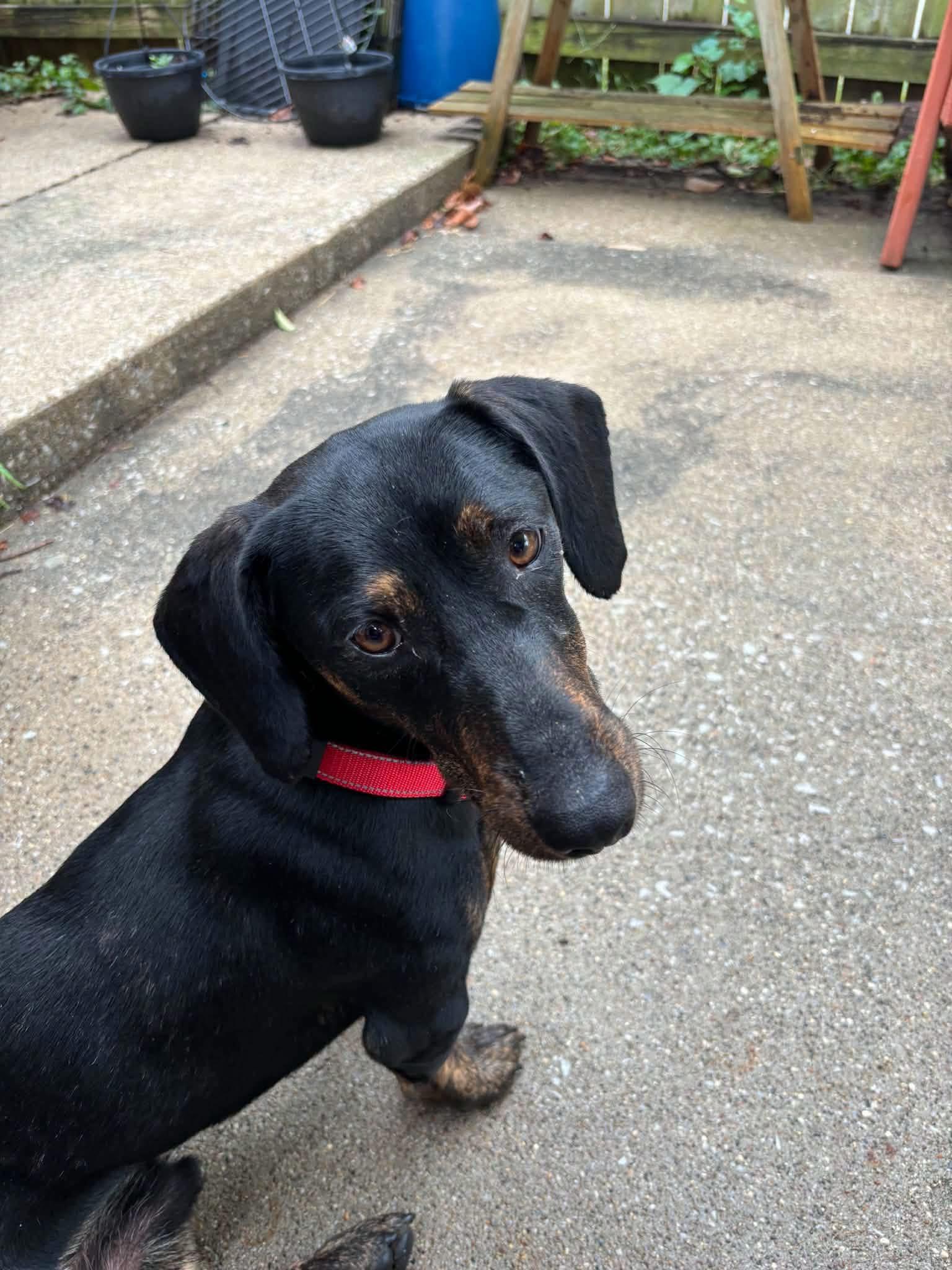 Enlarge Pete, a Adoptable Dachshund in Richmond, KY image 4/6