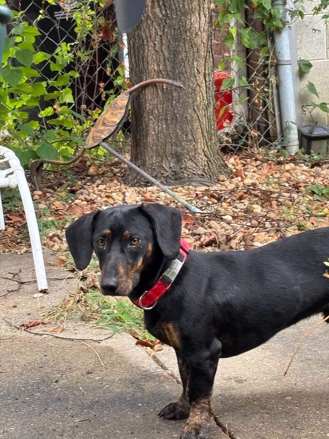 Enlarge Pete, a Adoptable Dachshund in Richmond, KY image 5/6