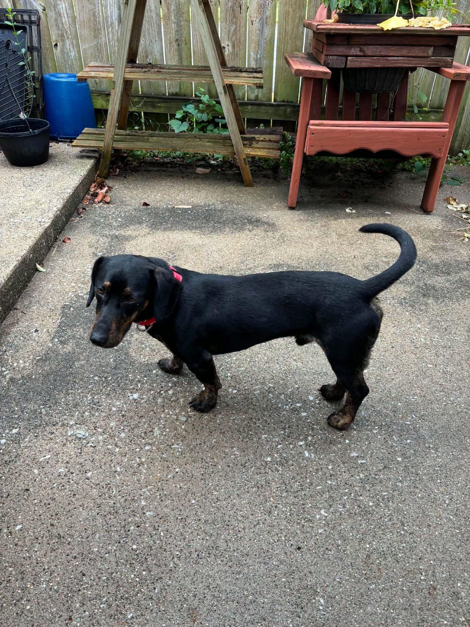 Enlarge Pete, a Adoptable Dachshund in Richmond, KY image 6/6