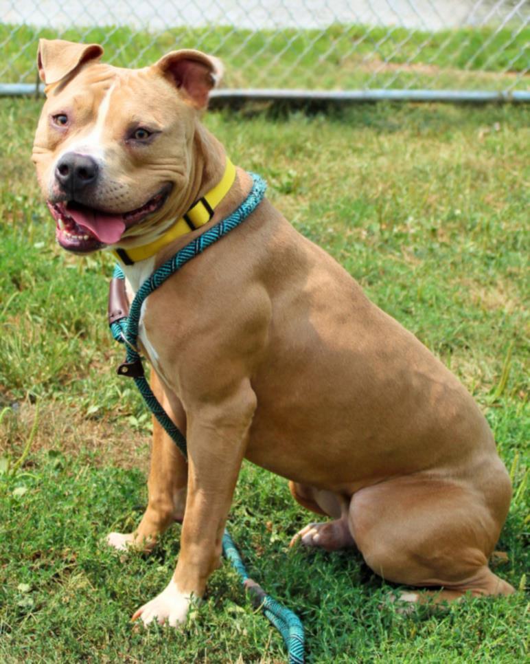 Enlarge BROOKS, a Adoptable mixed breed in Hagerstown, MD image 1/1