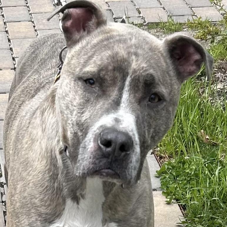 Pluto, Adoptable, Adult Male Terrier.