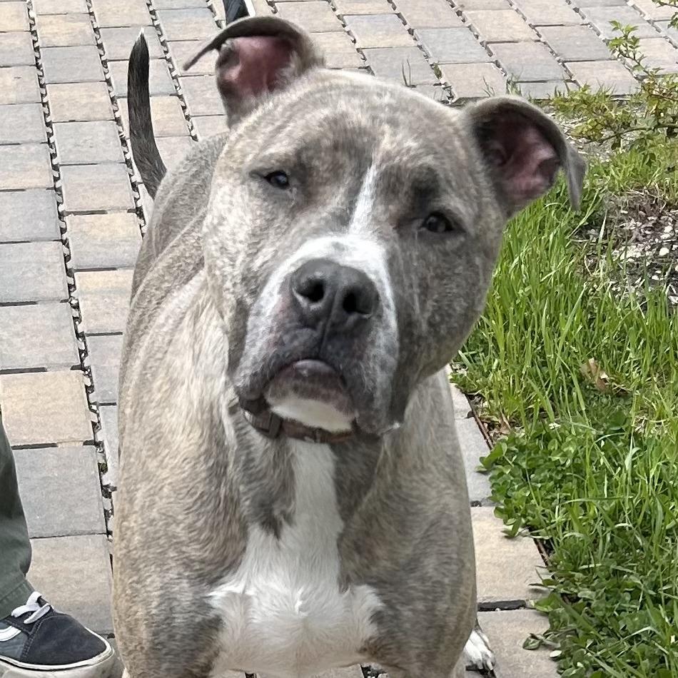 Enlarge Pluto, a Adoptable Terrier in Calverton, NY image 2/2