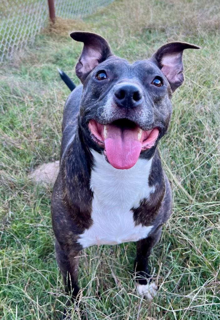 Enlarge Mary, a Adoptable mixed breed in Gilmer, TX image 5/6