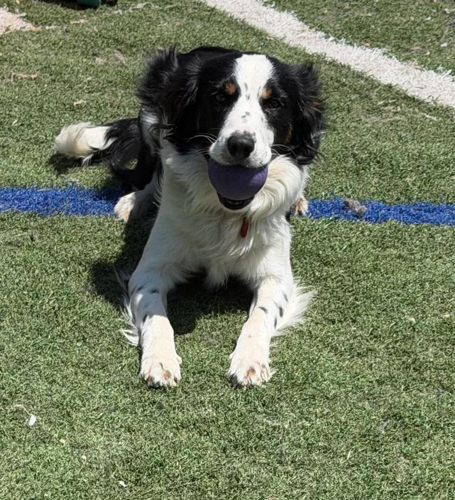 Finley #5231, Adoptable, Young Male Border Collie & Australian Shepherd.