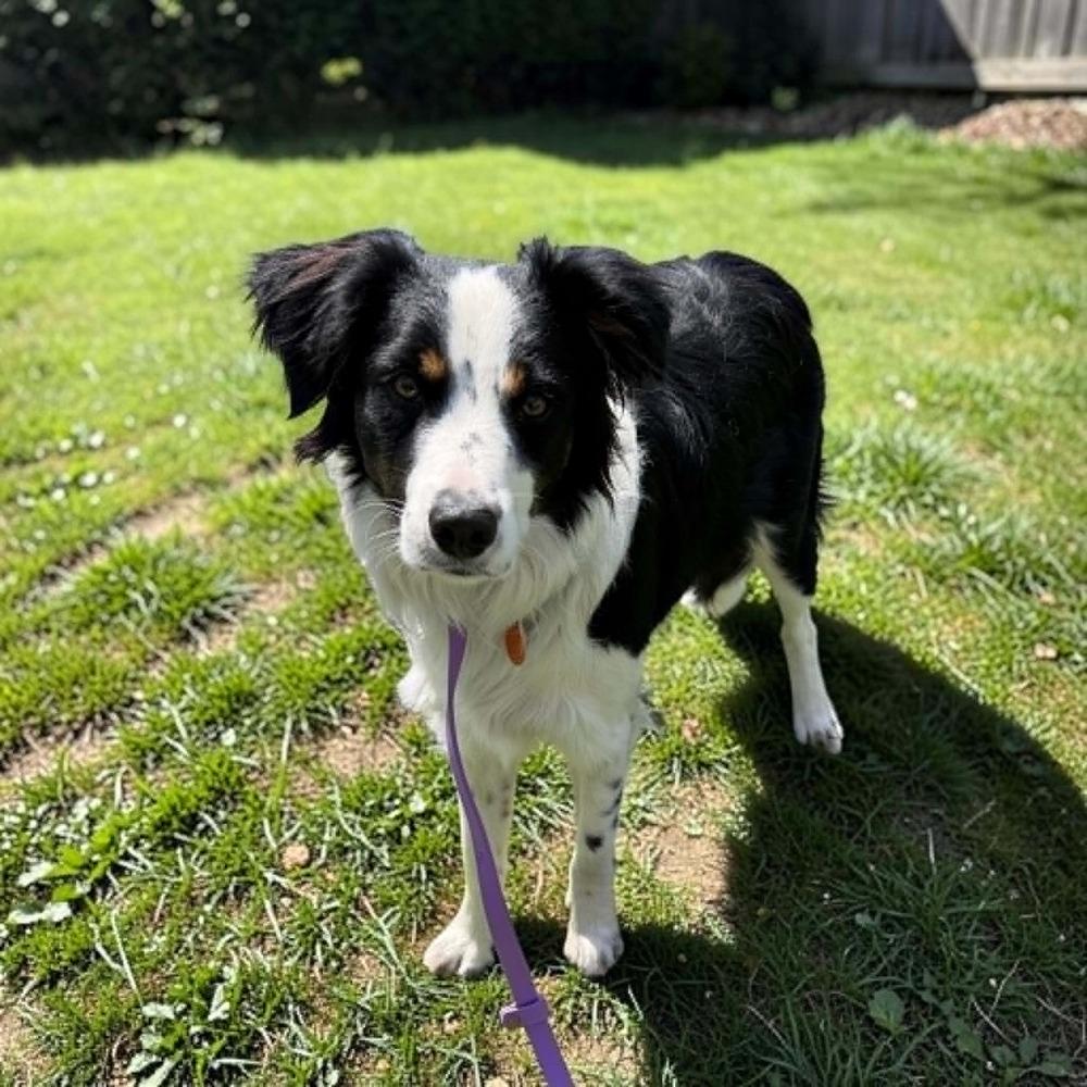 Finley #5231, a Adoptable mixed breed in Ware, MA image 2/5