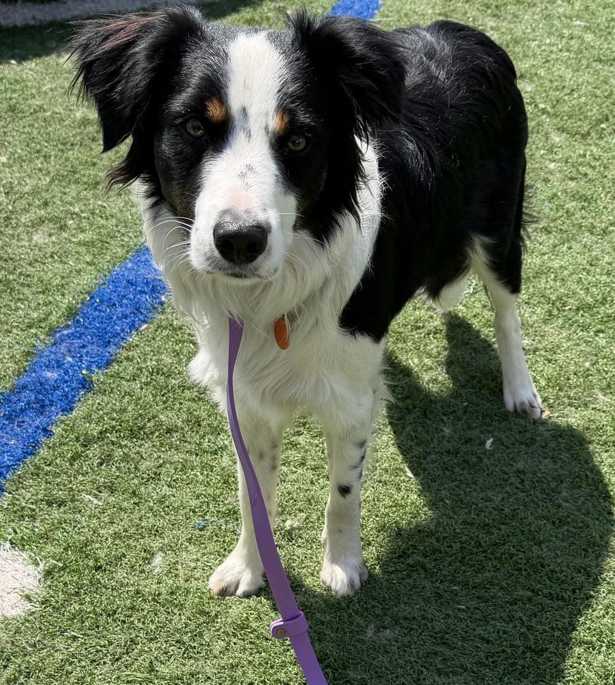 Finley #5231, a Adoptable mixed breed in Ware, MA image 3/5