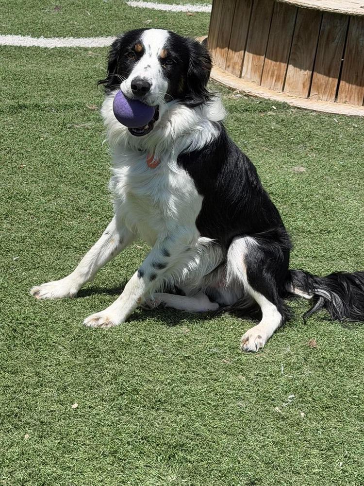 Finley #5231, a Adoptable mixed breed in Ware, MA image 4/5